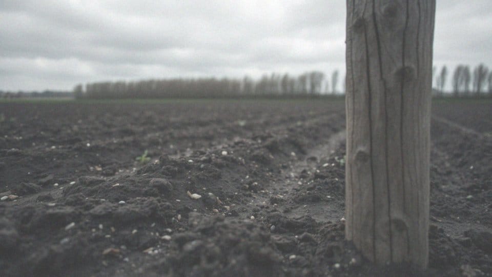 Kiedy stosować granulowane nawozy do ziemniaków?