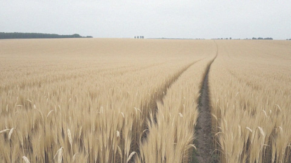 Jakie są najczęstsze błędy w nawożeniu owsa?