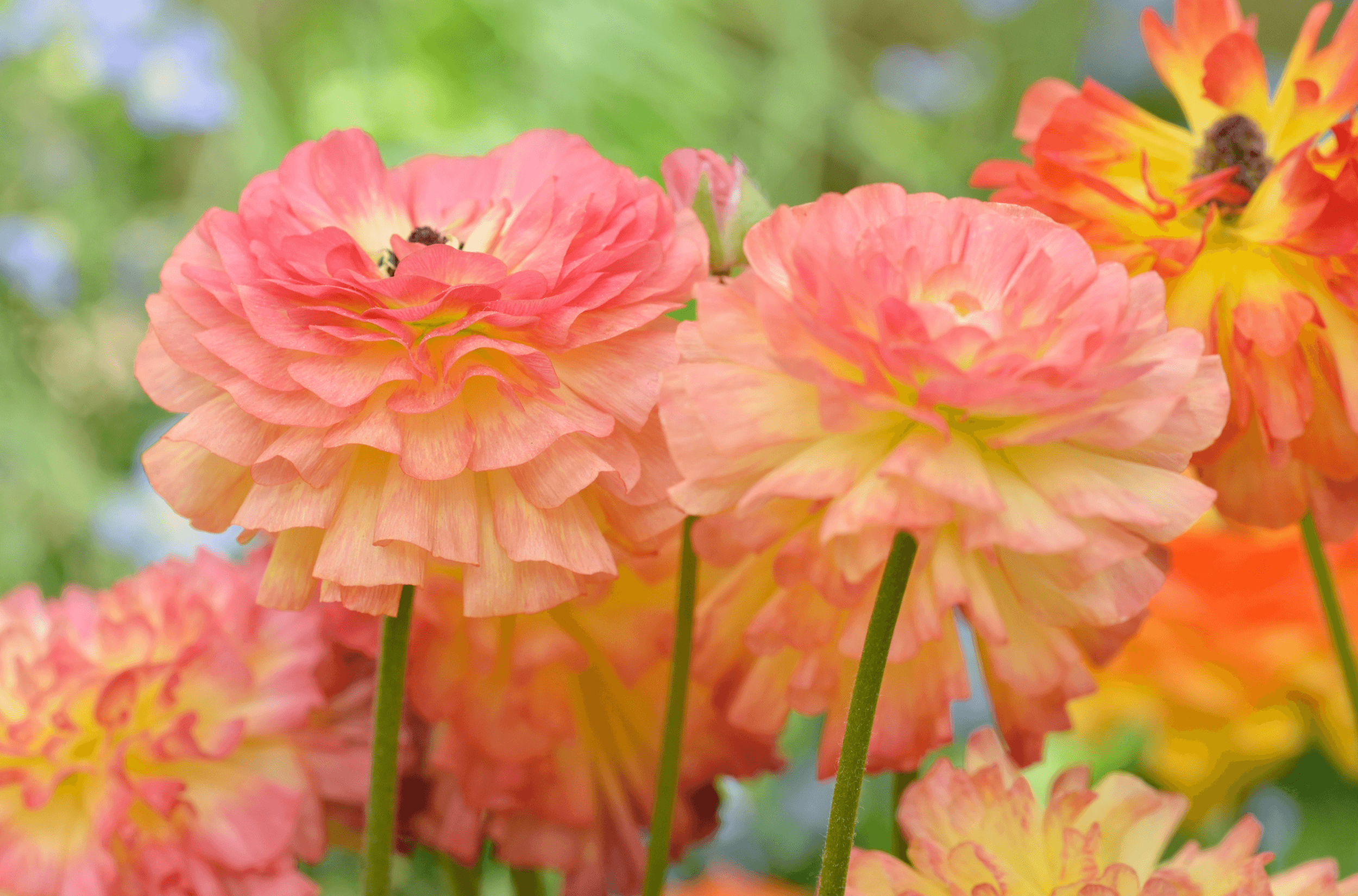 Jaskry azjatyckie – kwiaty jak z bajki w Twoim ogrodzie 