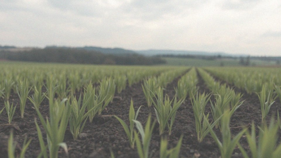 Jakie nawozy na żyto wiosną? Kluczowe wskazówki dla rolników